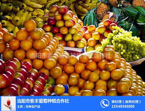 三门峡新鲜水果 三门峡新鲜水果批发多少钱