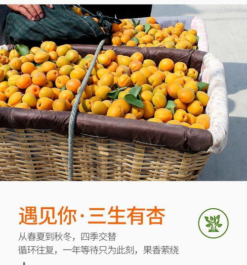 杏子水果新鲜大黄杏金太阳应季水果酸甜时令水果批发