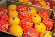 就在岛内 中埔最大水果批发市场,让你实现 水果自由