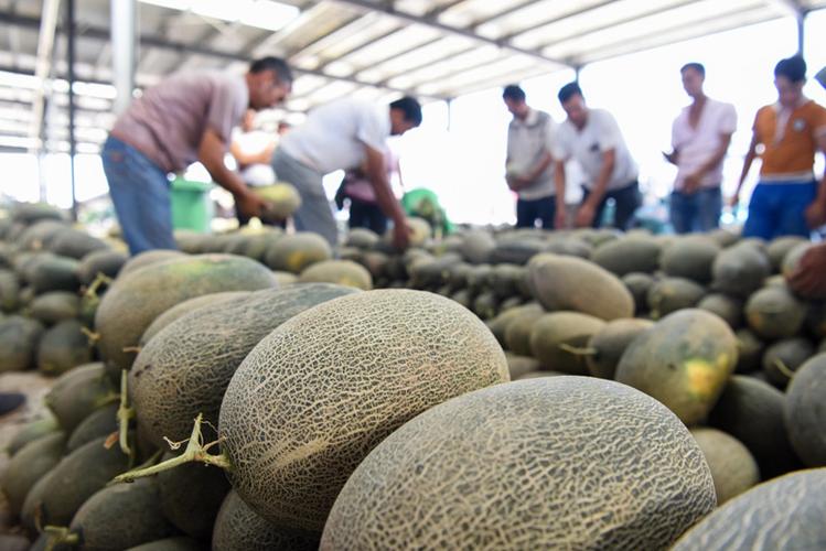 在新疆果品(伽师)批发交易市场,客商在挑选伽师瓜(8月10日摄).