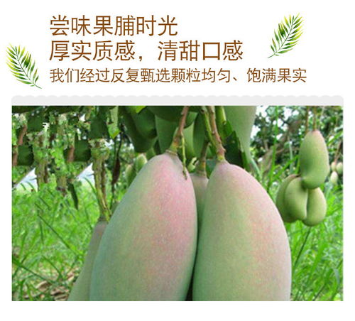 标点符号108g 250g芒果干零食大批发休闲食品果脯水果干