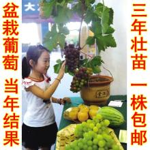 2018红提葡萄价格行情 批发多少钱 红提葡萄图片 第15页 水果批发网