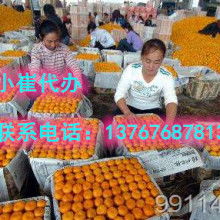 2020蜜桔价格行情 批发多少钱 蜜桔图片 水果批发网