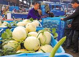 大棚甜瓜批量上市
