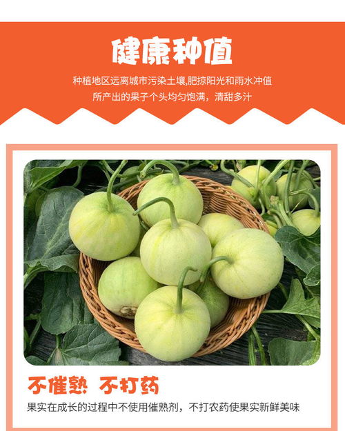 马连庄甜瓜新鲜水果批发头茬脆甜香瓜当季应季现摘超甜整箱包邮