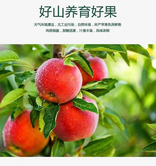 黄土高原红富士苹果水果新鲜红苹果当季新鲜水果红富士批发5 10斤