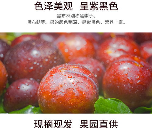 特产黑布林现摘现发正宗大李子水果应季孕妇酸甜水果果园批发
